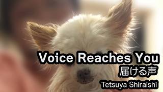 Voice Reaches You