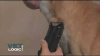 Canine venepuncture: jugular