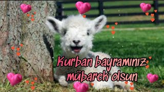 Kurban Bayrz Mübarek Olsun Bayram Mesajları