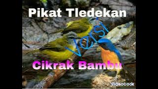 Suara Pikat Tledekan versi Cikrak bambu ribut