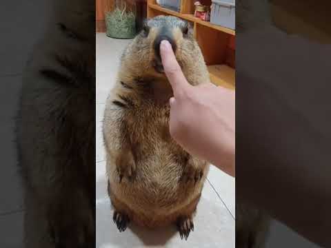 Même les marmottes