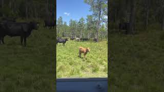 Cow pasture#dailylifevlog #cattle #viral #trendingshorts
