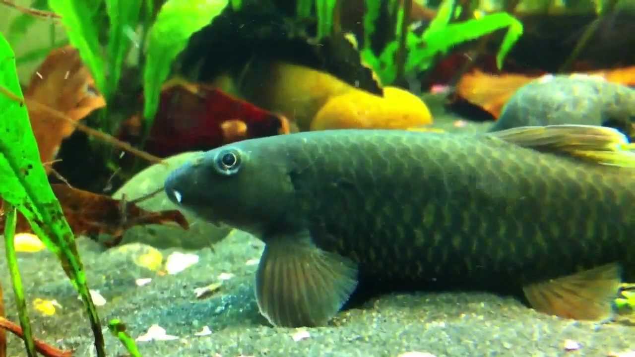 Garra rufa - big and healthy! - YouTube