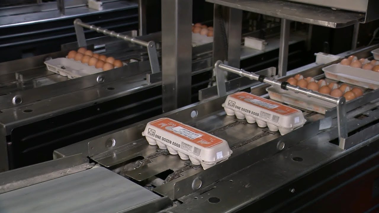 Hilliker's Egg Farm continues production amid nationwide egg shortage
