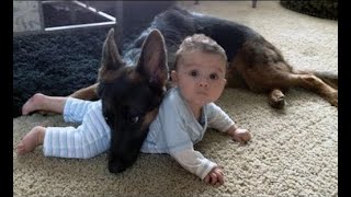 German Shepherd Protects Babies and Kids Compilation 💪🐕 The best Protection Dogs