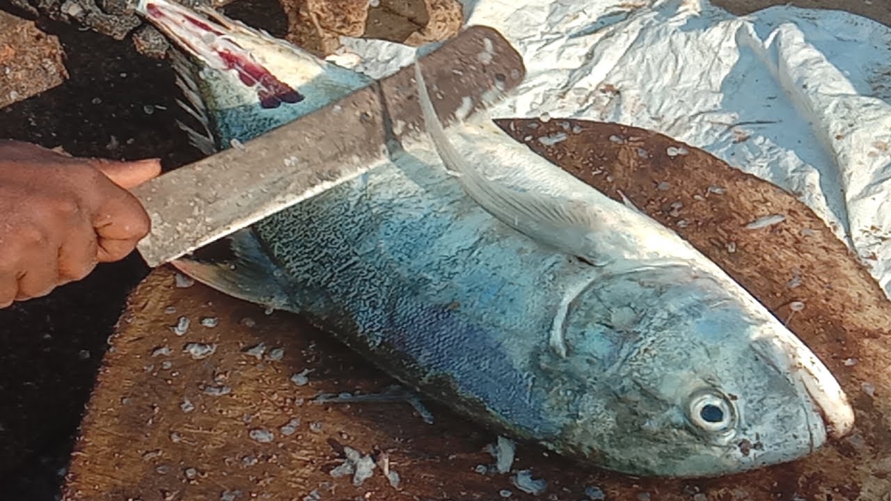 Giant Trevally fish fast cutting / F Price 1200/- C Price 60/- Chennai kasimedu fish cutting