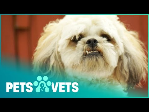 TINY MIRACLE DOG FIGHTS A COUGAR AND SURVIVES | PET HEROES