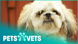 Tiny Miracle Dog Fights A Cougar And Survives | Pet Heroes