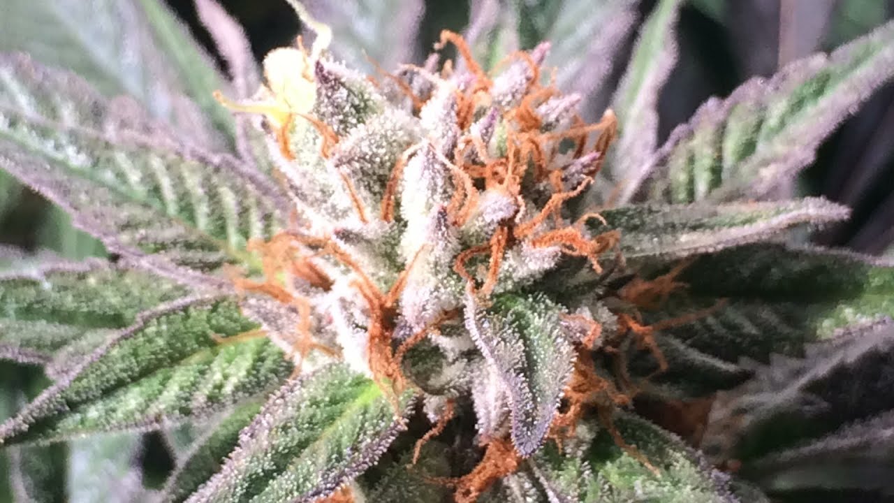 HSO Blackdog day 53 and Ripper seeds Zombie Kush day 28 of flower