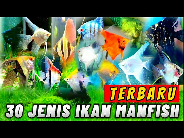 JENIS IKAN MANFISH | PEMULA WAJIB TAU ‼️ | #manfish #angelfish #ternakikan #ikanhias class=