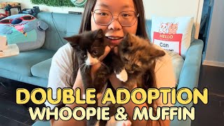 It’s Adoption Day for Whoopie Pie & Muffin! 🥺❤️