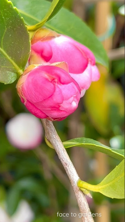 Magic Australian #sasanqua #camellia paradise blush澳洲白色粉边萨桑瓜山茶花
