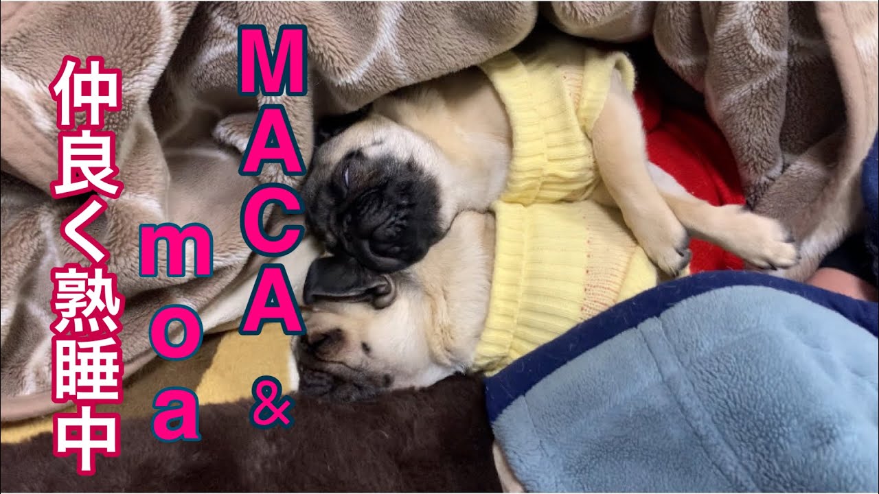 仲良く爆睡中 Pug Dog 犬 小型犬 パグ Youtube