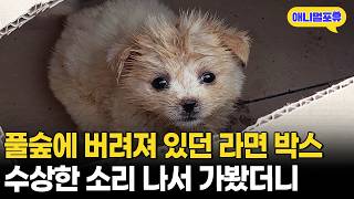 라면 박스 안에서 무언가 낑낑거리길래 수상해서 가봤더니..ㅣKBS 동물은 훌륭하다 250224 방송