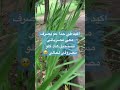 سرده اخر الليل فضل شاكر 
