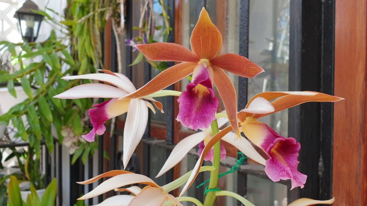 PHAIUS TANKERVILLEAE - The Nun's Orchid | Ground Ordhid in Semi