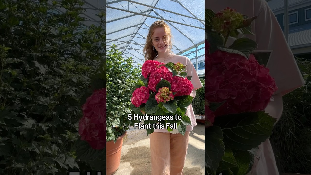 Какая гортензия вам нравится больше всего?