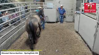 Missouri Horse Auction - Springfield, MO