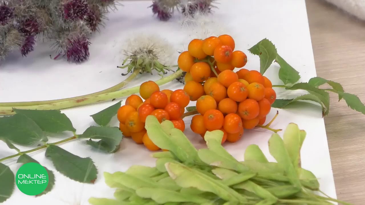 4 класс. Естествознание. 7 урок. Как распространяются семена растений ...