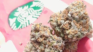TOPSHELF INDOOR CANNABIS |STRAIN REVIEW|MochiXGuava|EASTBAYEXOTICS
