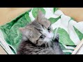 初めて子猫が福岡にやって来た瞬間がコチラ……｜子猫との1週間