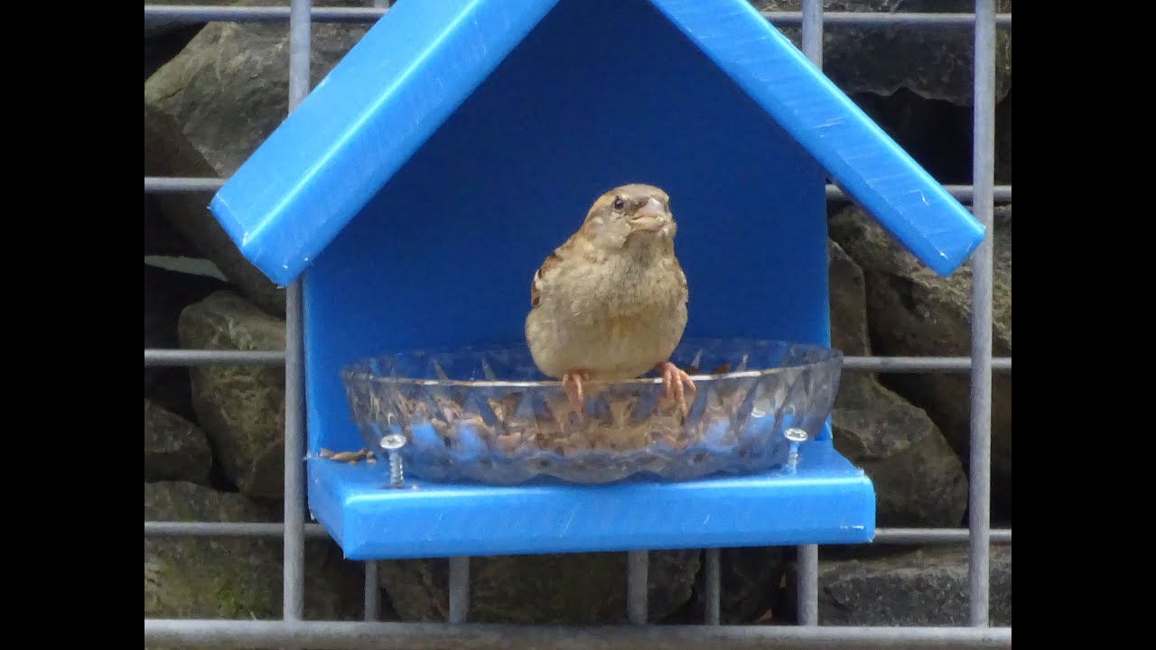 Haussperling Sperling Spatzen im Futterhaus Spatz Vogel Vögel bird sparrow weibchen