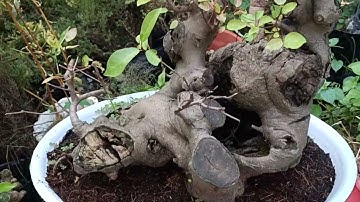 20/12/2025].tre bonsai.nhieu loại cây đẹp..LH 0902781725