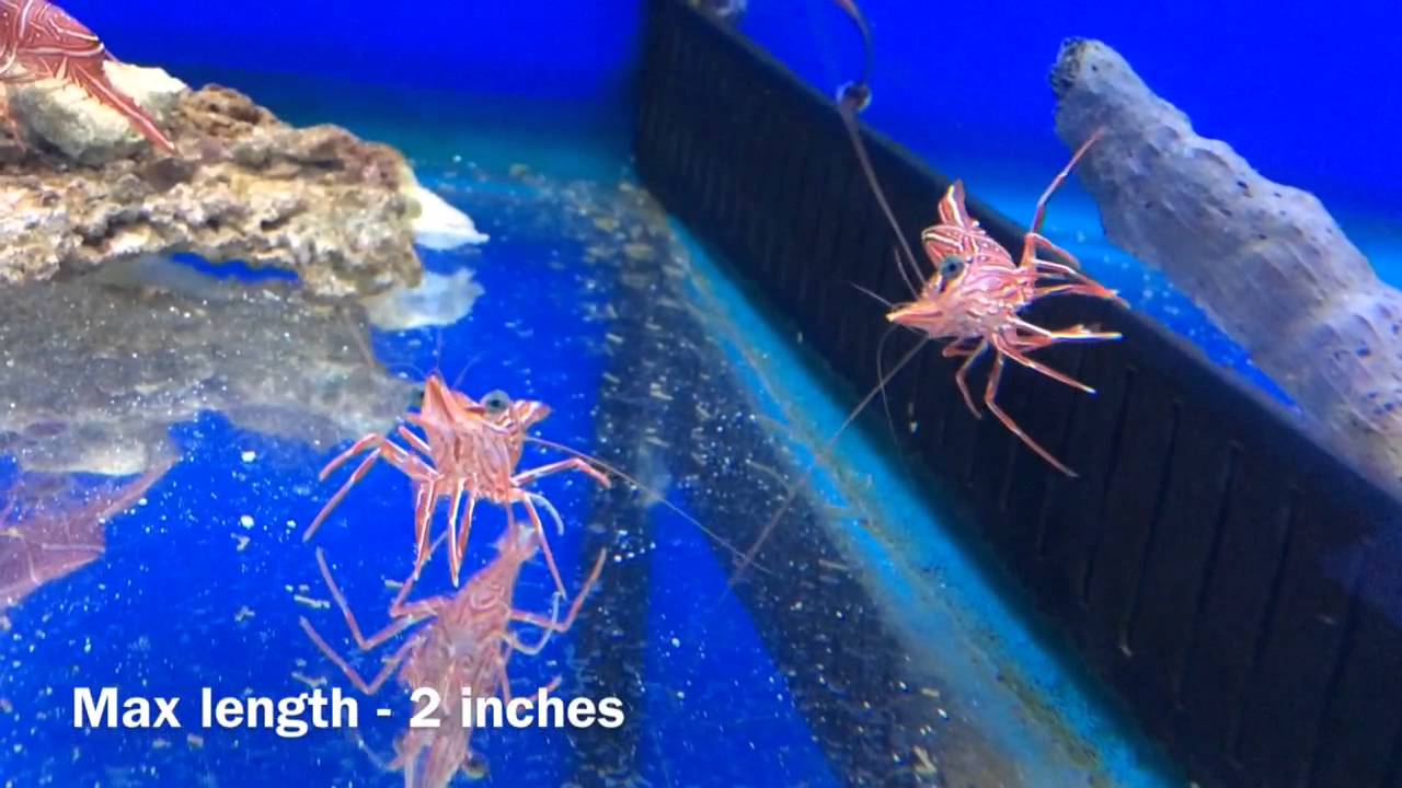 Dancing / Camel shrimp (Rhynchocinetes Durbanensis)