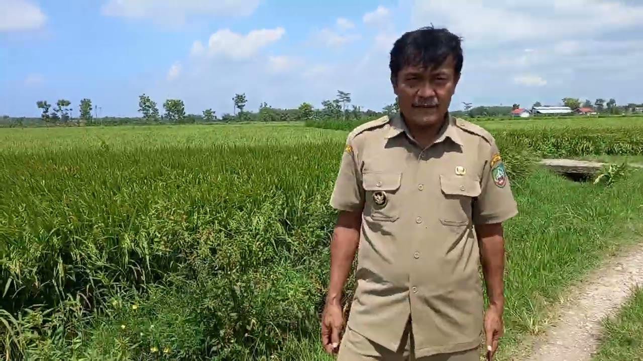 Bikin hati semringah...Menjelang panen padi M*P*N 05. Semilir angin..padine ledhung ledhung