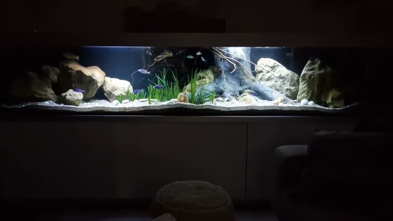 Pflanzen-Set Für Malawi-/Barsch-Aquarien (bis 400 Liter) – Robuste Wasserpflanzen Für Hartes Wasser
