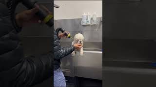 Bañando los perritos