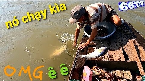 Cá Sủ,Cá Ngát ,Cá Hú, Cá Basa Dính Quá Dính, Quay Không Kịp Luôn Rồi #66TV #sănbắtđồngtháp