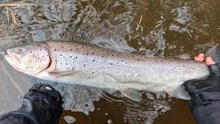 Žieminė - pavasarinė šlakių žvejyba 2024 / Chasing Sea Trout in Neris river