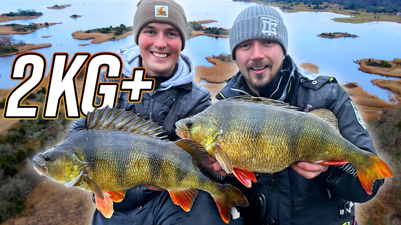 Dream Fishing: 2kg+ Perch on Ultra-Natural Lures - YouTube