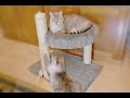 DIY/ Cama para Gatos com Arranhador