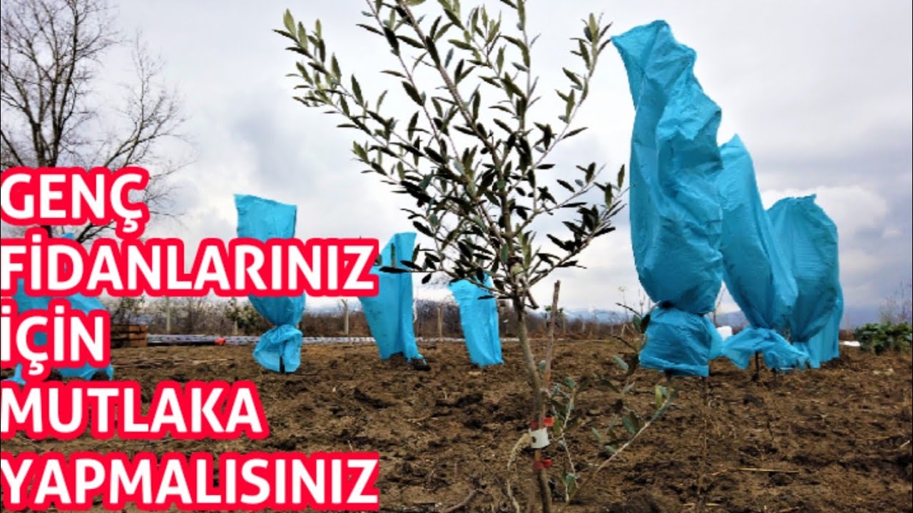 Fidanlar Soğuktan Nasıl Korunur