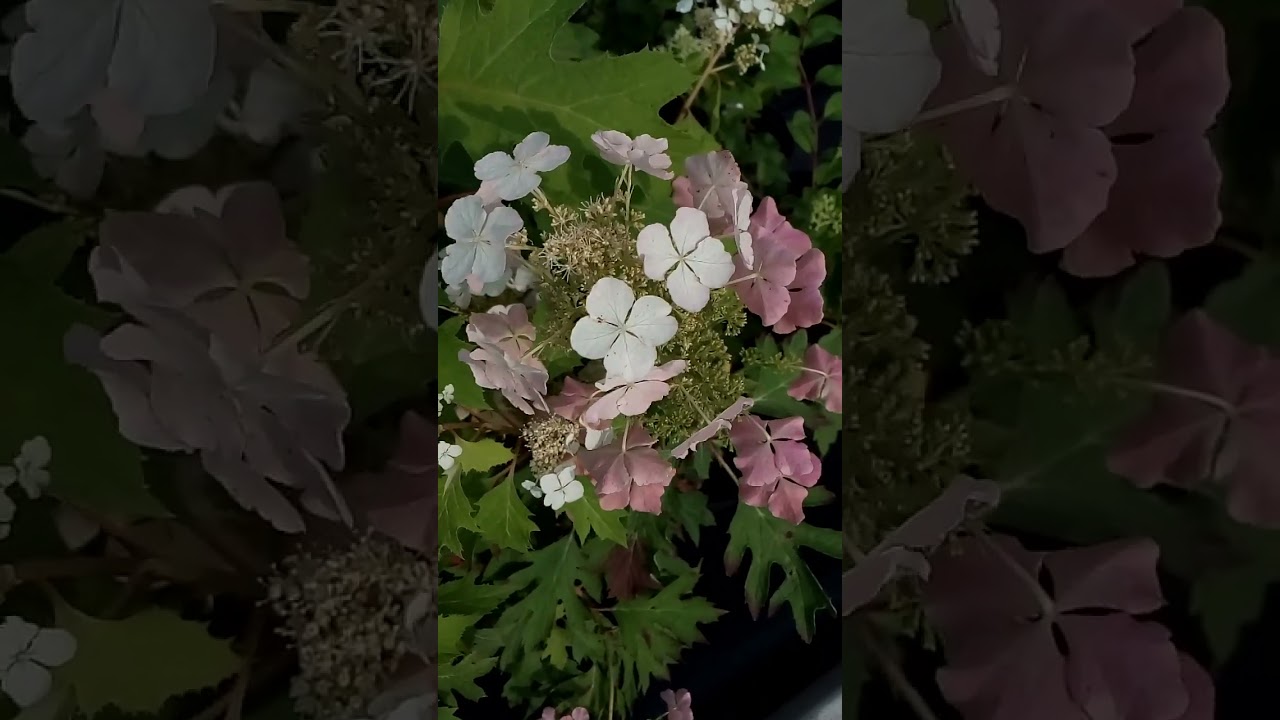 Interesting beautiful colorful flowers Интересные красивые разноцветные цветы 흥미롭고 아름다운 다채로운 꽃 興味深い美