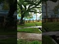 Enjoying rain drops | Happy monsoon |Love the nature