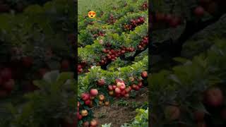 New Technology. Apple Cultivation