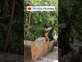 A Thirsty Monkey in the Mountains 🐒
