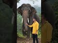 make me loved a elephant in jungle #trending #viral #shorts #funny