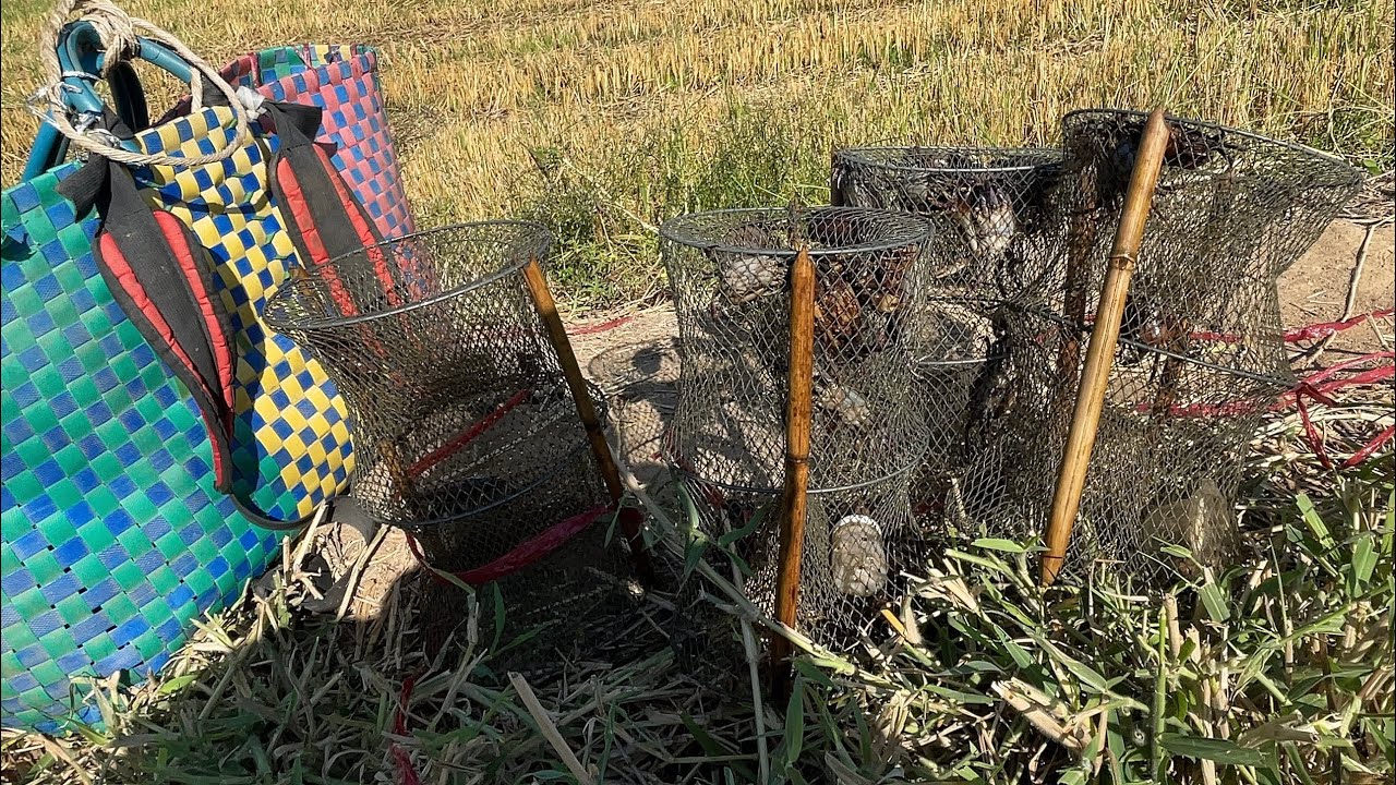 Bẫy cua đồng hiệu quả bằng bài mồi cực kỳ đơn giản #bẫycuađồng