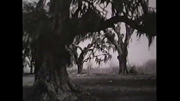 - Delta Blues - The most beautiful sound in the world