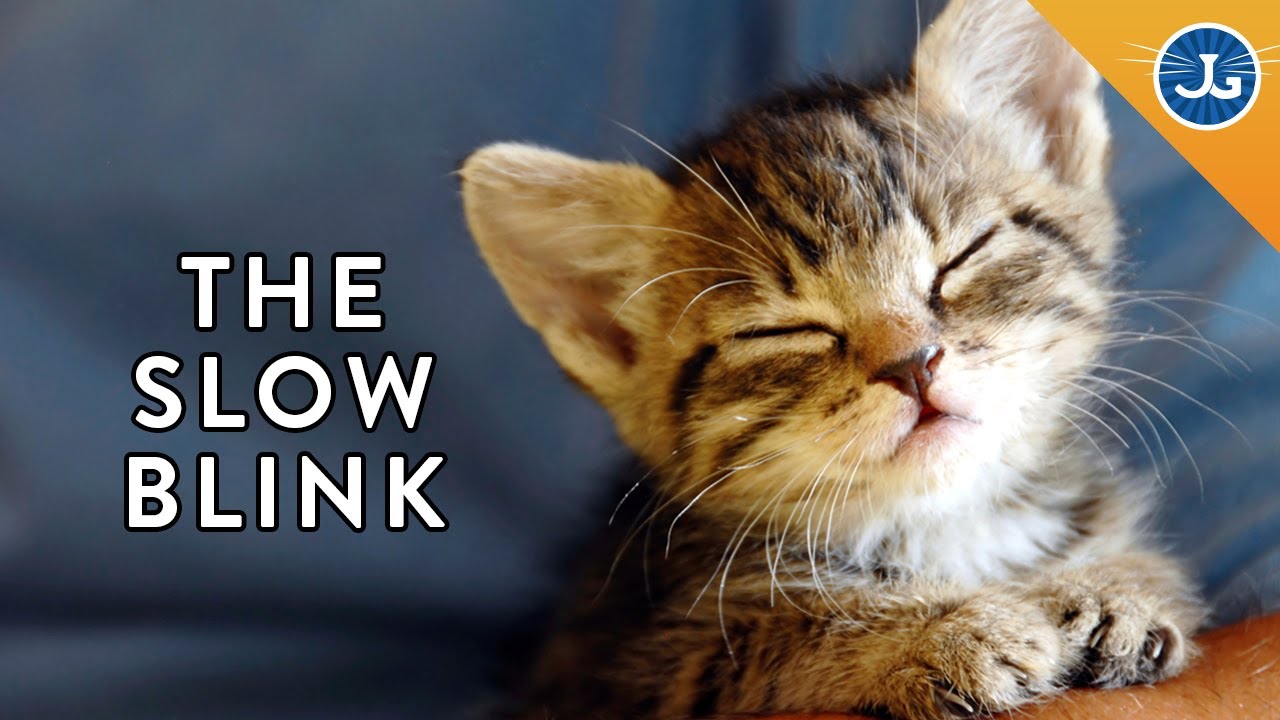 What Is Your Cat's Meow Trying To Tell You?