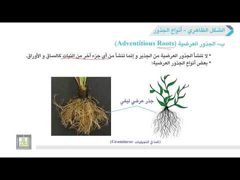 فيديو: ما هي أنظمة جذر النباتات