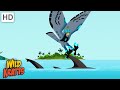Osprey and Hammerhead Shark Adventure Quiz