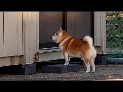 自分専用の広場を作ってもらうも、5分も遊ばないうちに自主的に室内へ帰ろうとする柴犬