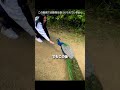 孔雀が羽を広げる瞬間を見たかった 🦚✨