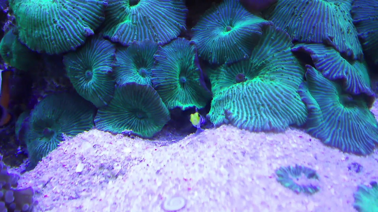 スクープ ニシキテッポウエビを間近で撮影に成功 バイクと海水魚 サンゴ飼育 Vol 1