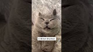 Top 5 most laziest xlcay BREED🐈